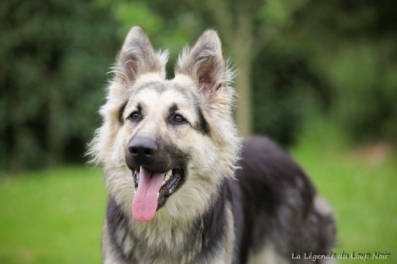 Publication : de la légende du loup noir