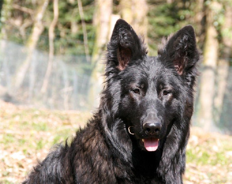 Publication : de la légende du loup noir