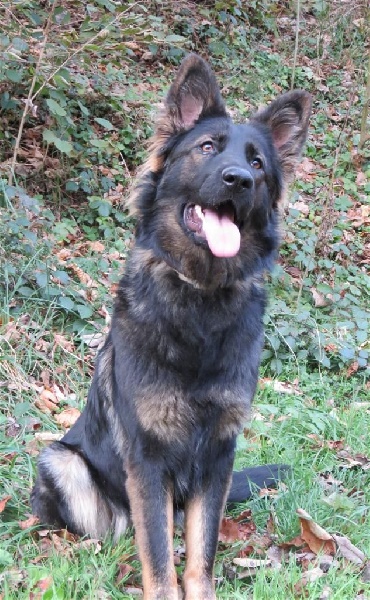 Publication : de la légende du loup noir