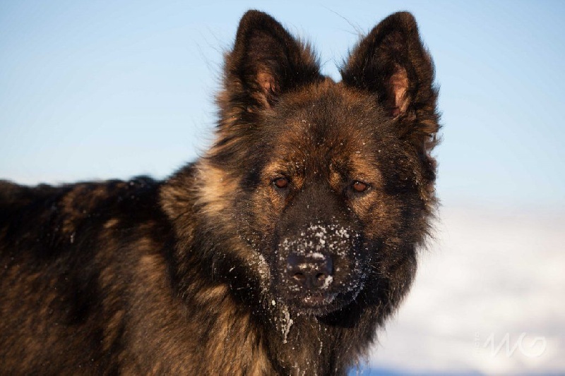Publication : de la légende du loup noir