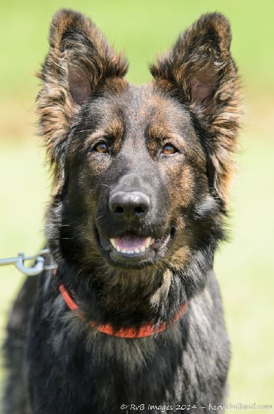 Publication : de la légende du loup noir