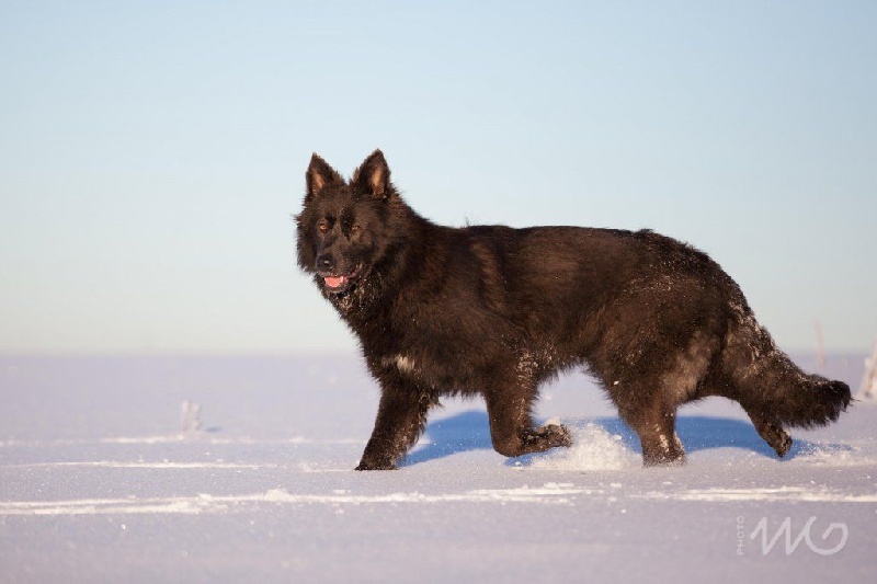 Publication : de la légende du loup noir