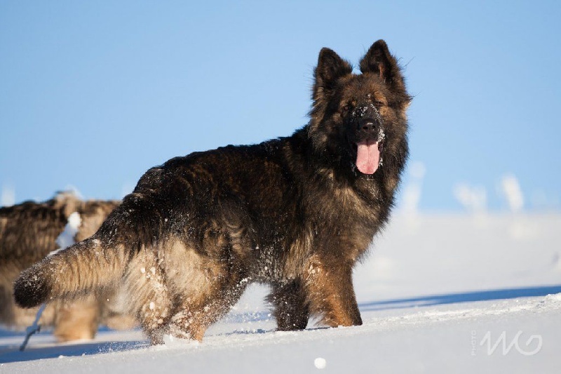 Publication : de la légende du loup noir