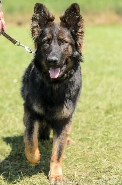 Publication : de la légende du loup noir