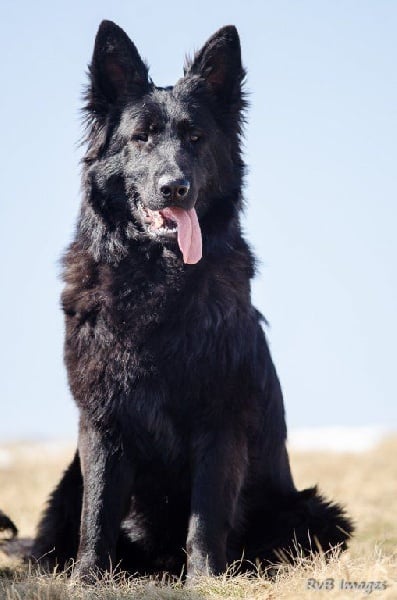 Publication : de la légende du loup noir