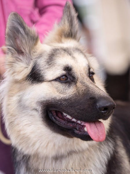 Publication : de la légende du loup noir