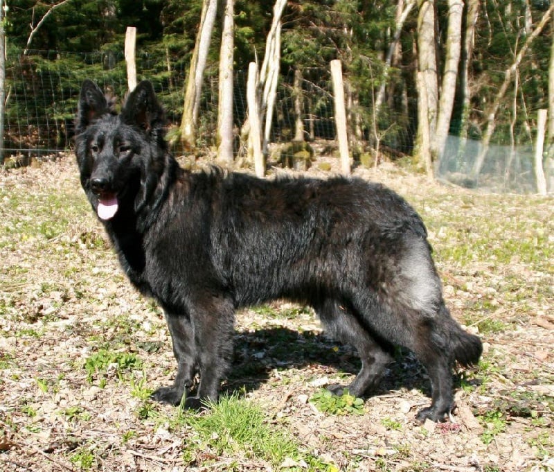 Publication : de la légende du loup noir