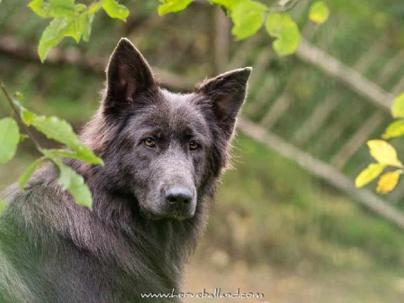 Publication : de la légende du loup noir