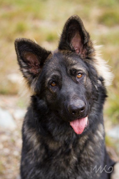 Publication : de la légende du loup noir