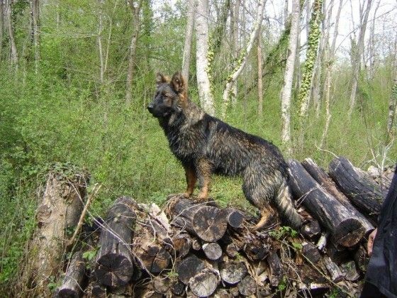 Publication : de la légende du loup noir