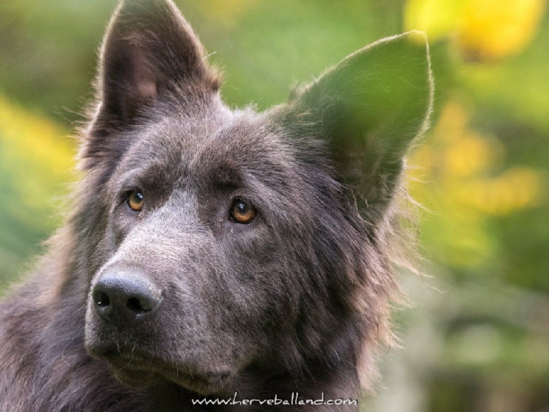 Publication : de la légende du loup noir