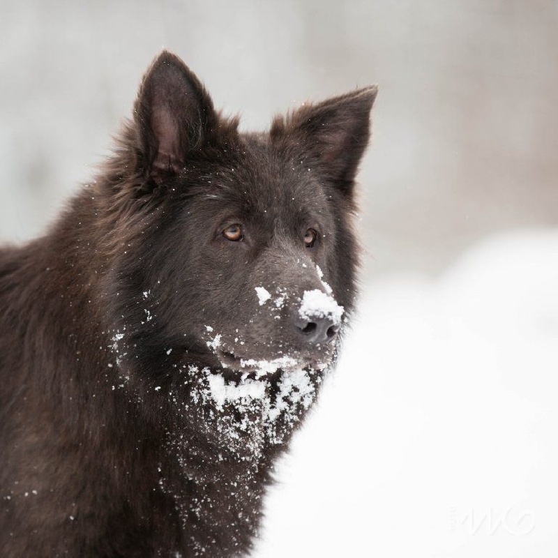Publication : de la légende du loup noir