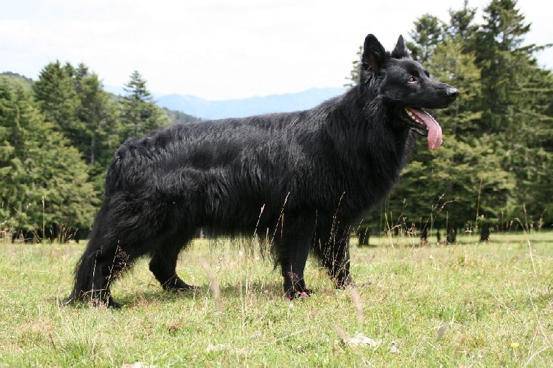 Publication : de la légende du loup noir