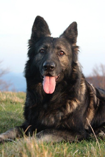 Publication : de la légende du loup noir