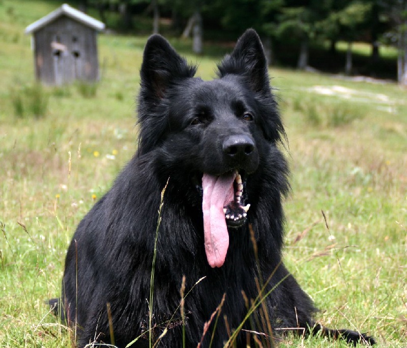 Publication : de la légende du loup noir