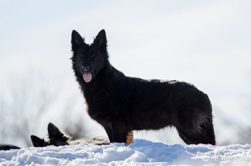 Publication : de la légende du loup noir
