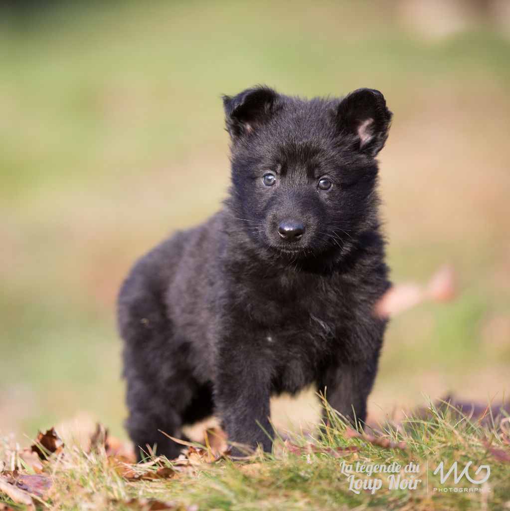 Chiot Elevage de la légende du loup noir eleveur de