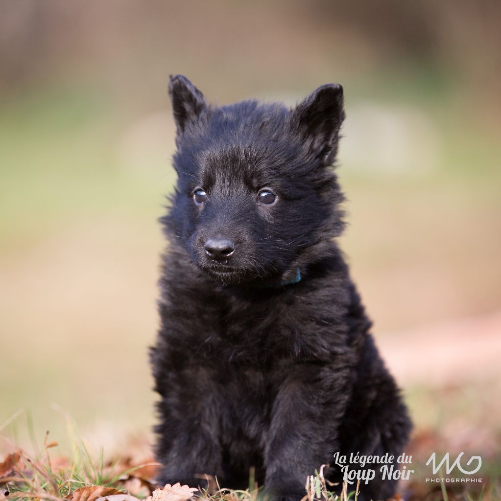 Chiot Elevage de la légende du loup noir eleveur de