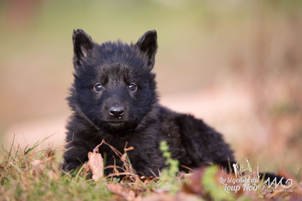 Chiot Elevage de la légende du loup noir eleveur de