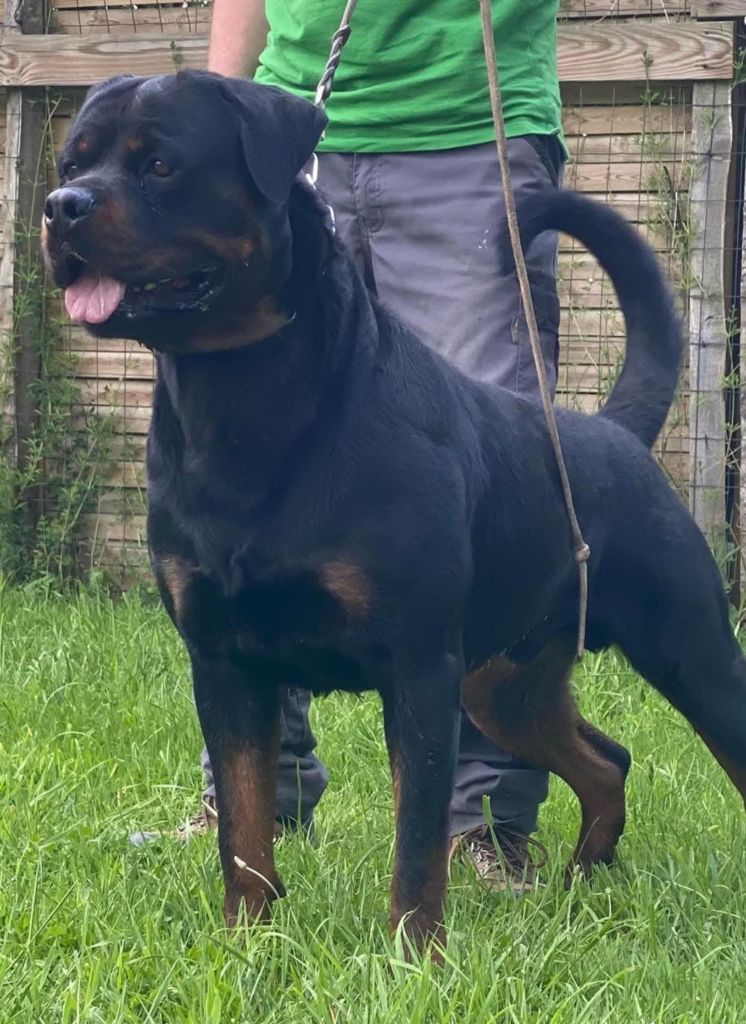 Trust Vom Hause Matterhorn