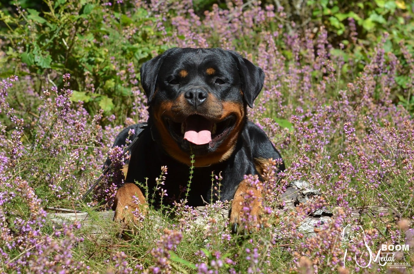 CH. Medal of Honor Tikki Boom