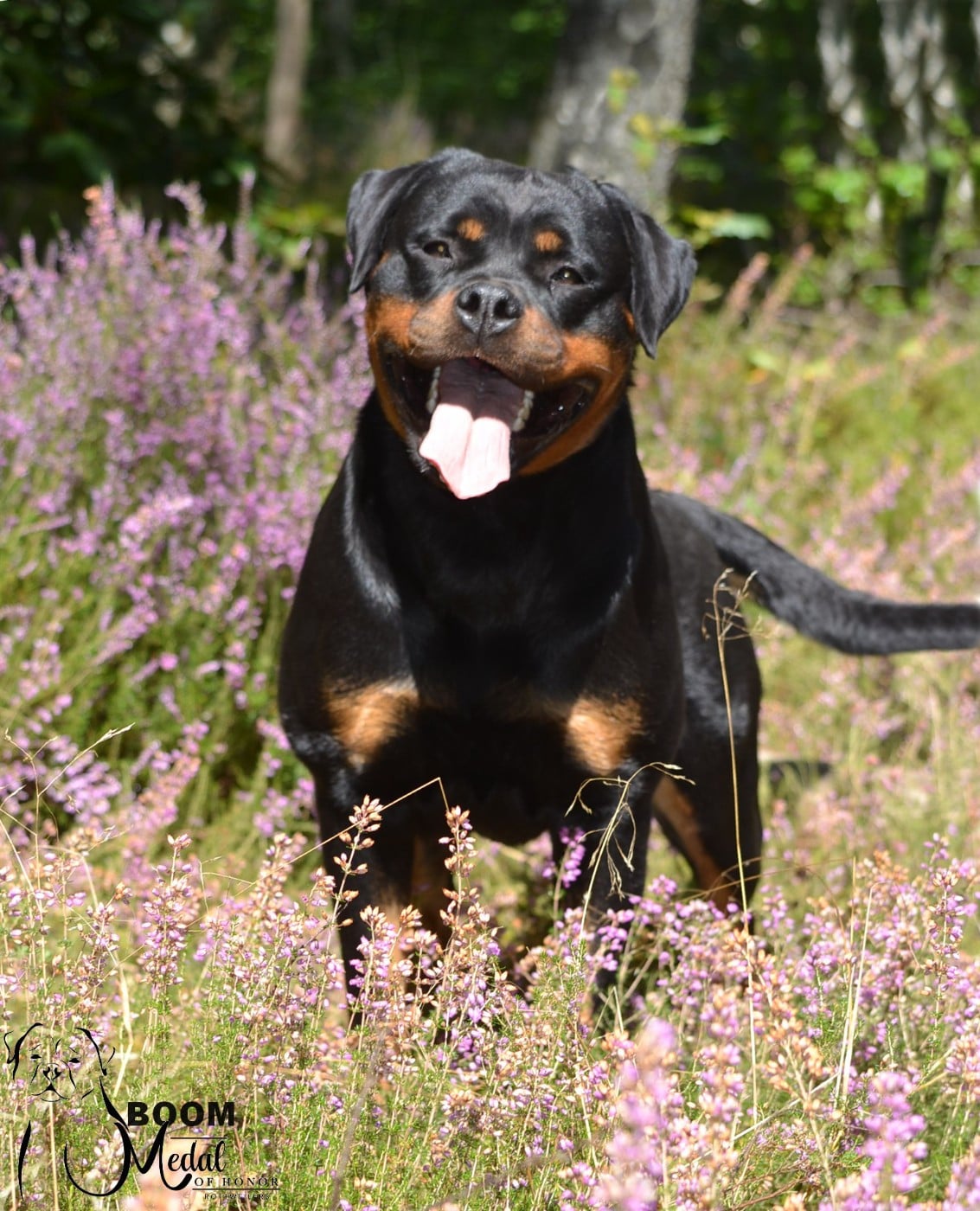 CH. Medal of Honor Tikki Boom