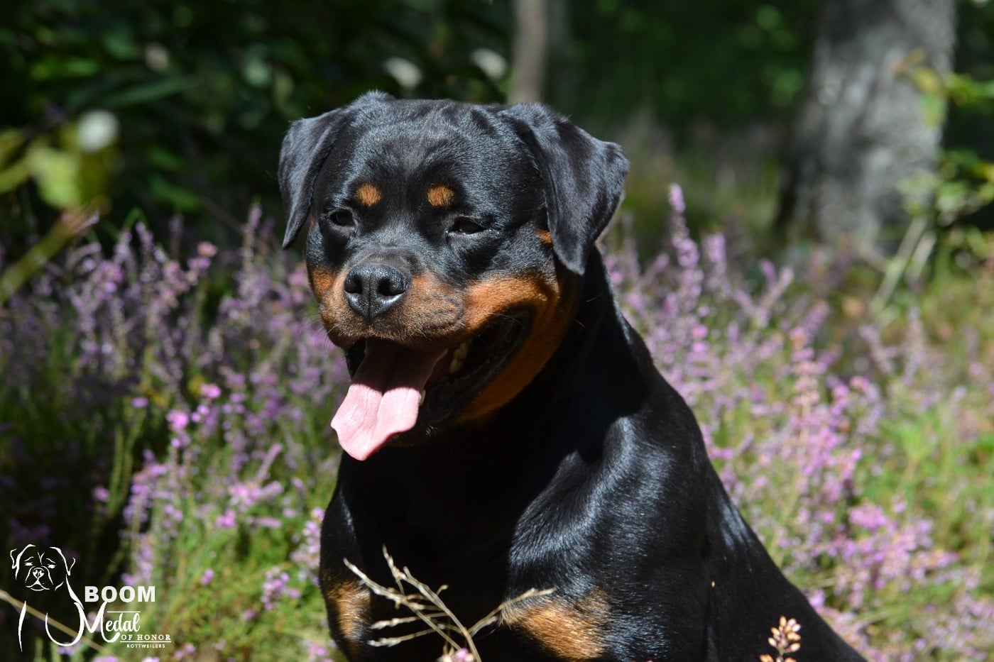 CH. Medal of Honor Tikki Boom