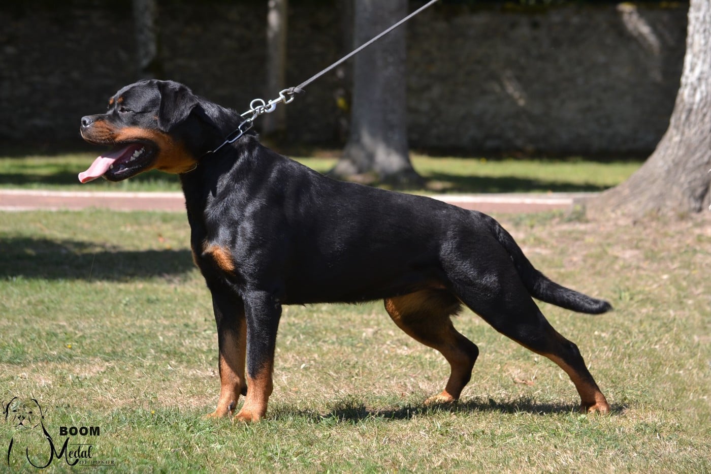 CH. Medal of Honor Tikki Boom