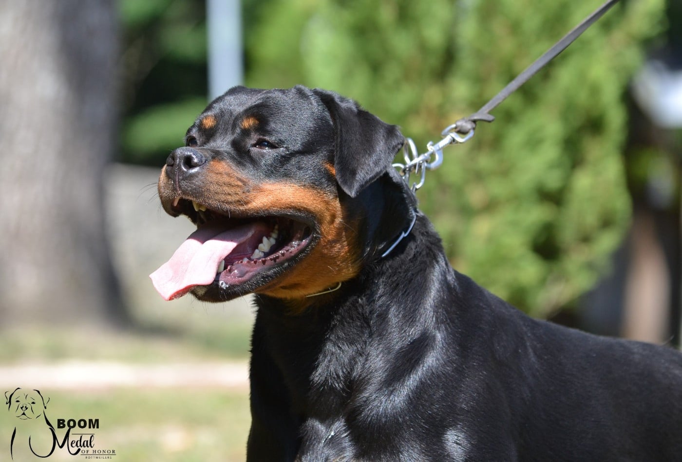 CH. Medal of Honor Tikki Boom