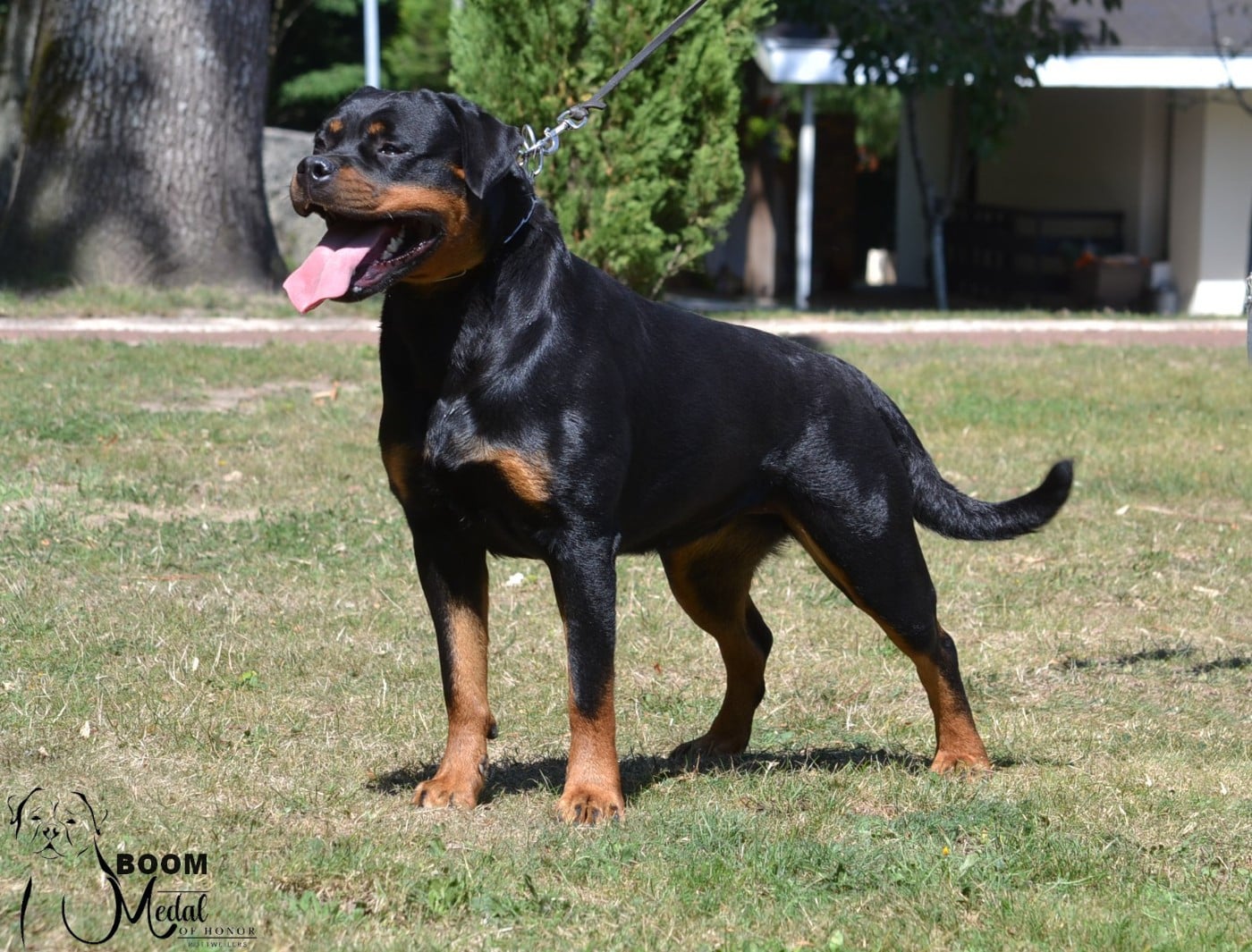 CH. Medal of Honor Tikki Boom