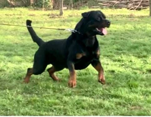 Trust Vom Hause Matterhorn