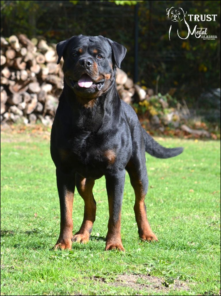 Trust Vom Hause Matterhorn