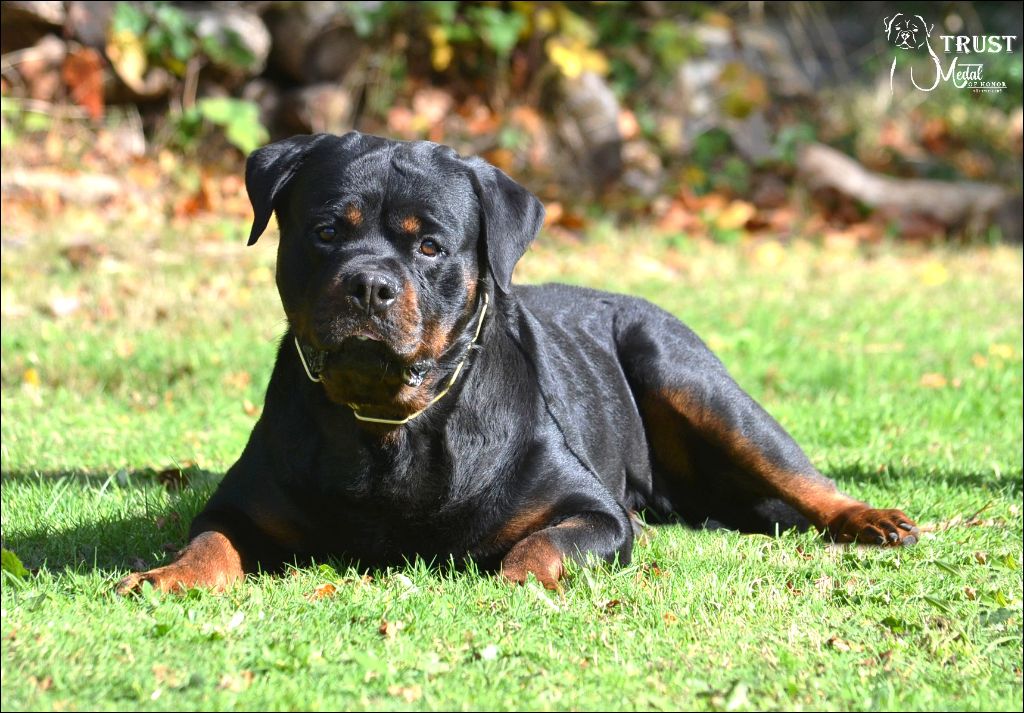 Trust Vom Hause Matterhorn