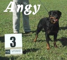CH. Angy des Rotts de la Baronnie
