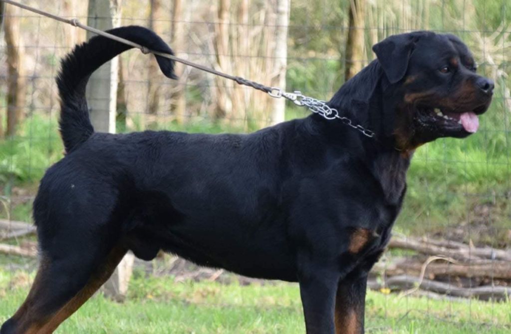 Trust Vom Hause Matterhorn