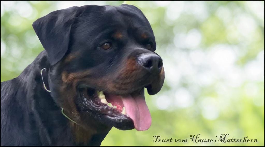 Trust Vom Hause Matterhorn