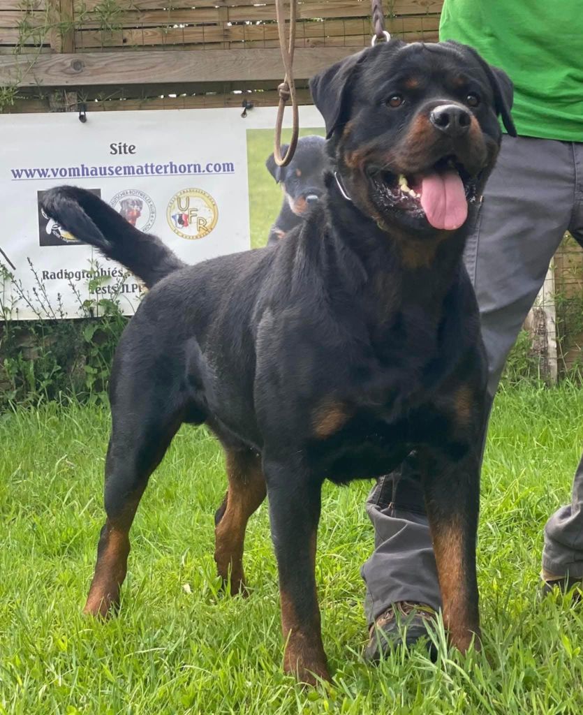 Trust Vom Hause Matterhorn