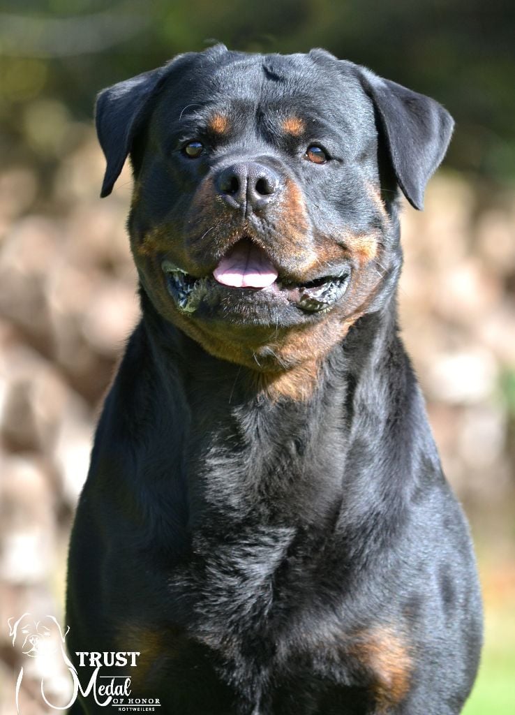 Trust Vom Hause Matterhorn