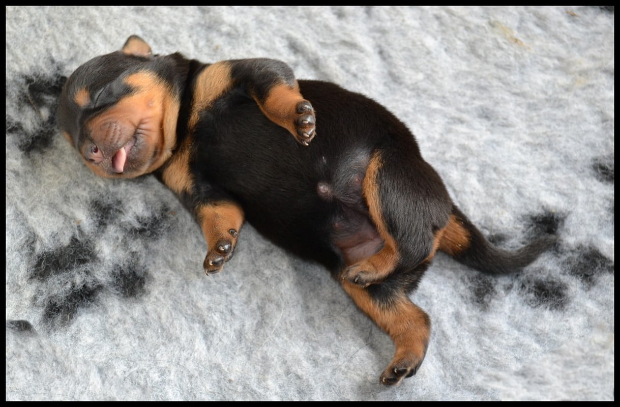 CHIOTS FEMELLES - Rottweiler