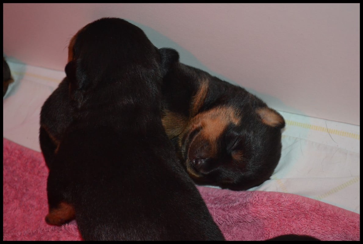 CHIOTS Femelles - Rottweiler