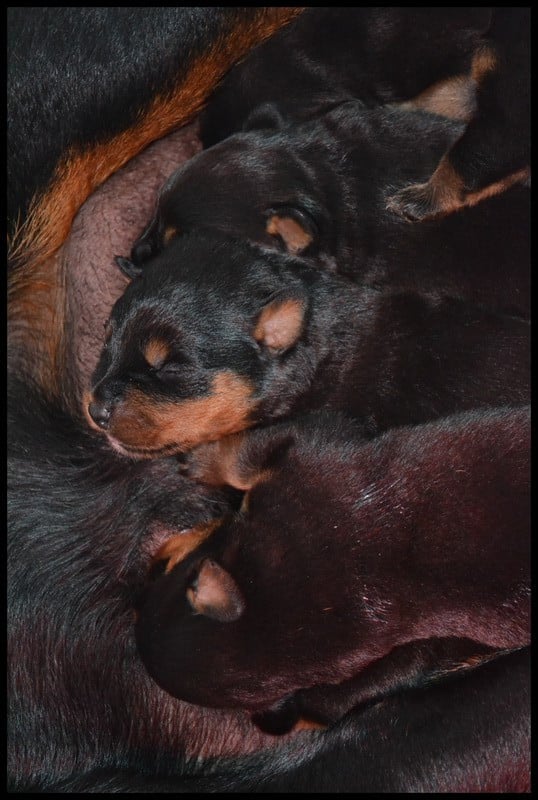 CHIOTS Mâles - Rottweiler