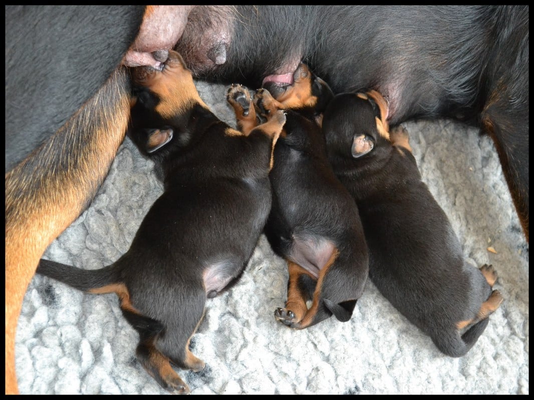 CHIOTS Mâles - Rottweiler