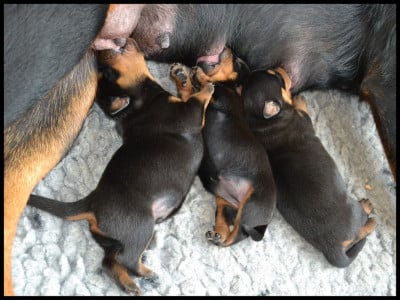 Les chiots de Rottweiler