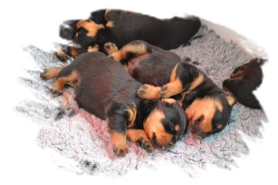 Rottweiler