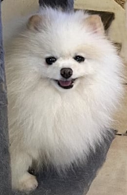 de La Licorne Des Anges