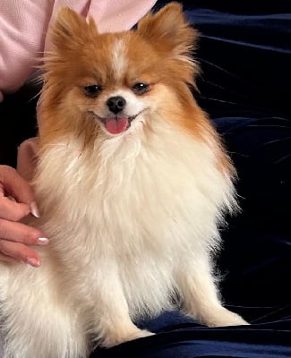 de La Licorne Des Anges