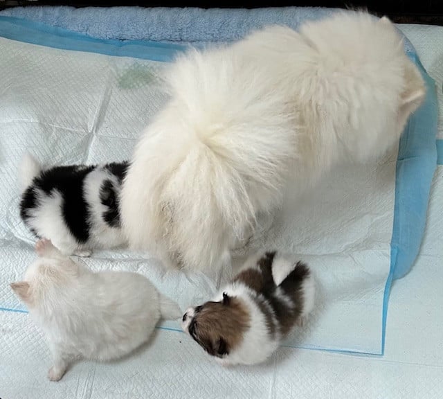 Spitz allemand - de La Licorne Des Anges