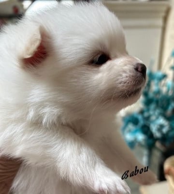 Les chiots de Spitz allemand