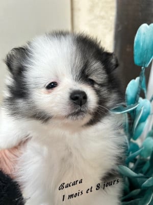 Les chiots de Spitz allemand