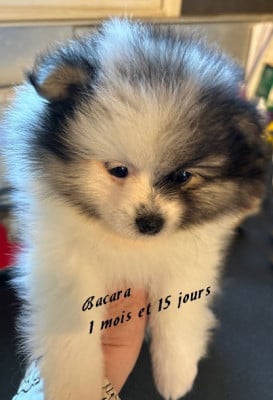 Les chiots de Spitz allemand